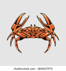 Crab drawing isolated in grey background.