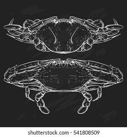 Crab drawing on black background. Hand drawn outline seafood illustration. Crab claw.