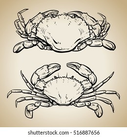 Crab drawing on vintage background. Hand drawn outline seafood illustration.