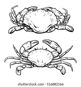 Crab drawing on white background. Hand drawn outline seafood illustration.