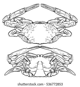 Crab drawing on white background. Hand drawn outline seafood illustration. Crab claw.