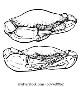 Crab drawing on white background. Hand drawn outline seafood illustration. Crab claw.