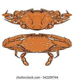 Crab drawing on white background. Hand drawn seafood illustration. Crab claw.