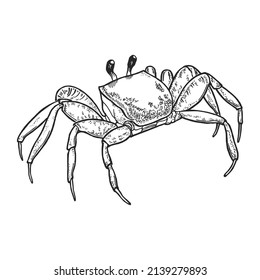 Crab drawn by hand with pen and ink. Hand drawn monochrome seafood illustration. Vector crab drawing on a white background.