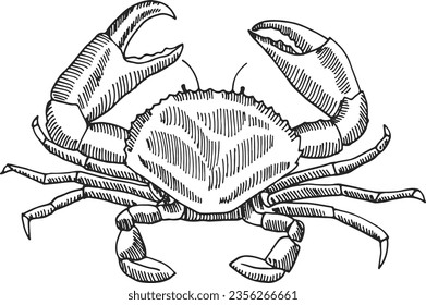 Crab engraving. Hand drawn shellfish. Seafood sketch