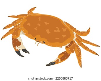 Crab in flat design on white background