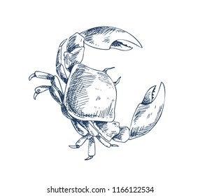 Crab freshwater and land inhabitant. Monochrome depiction of crustacean marine creature in sketch style isolated on white. Nautical promo poster idea.