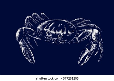 Crab (Gecarcoidea natalis) on a dark background. Vector illustration