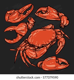 Crab hand draw on black background. Claw Crab doodle vector illustration. 