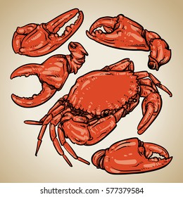 Crab hand draw on vintage background. Claw Crab doodle vector illustration. 