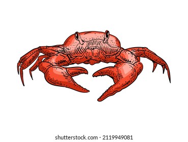 Crab hand drawing sketch. linear sea cance. Vector illustration