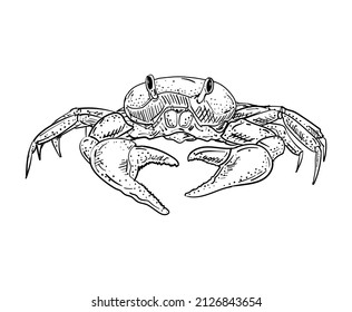 Crab hand drawing sketch. linear sea cance. Vector illustration