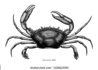 Crab hand drawing vintage clip art