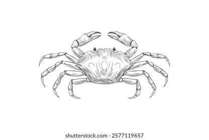 crab hand drawn no colour