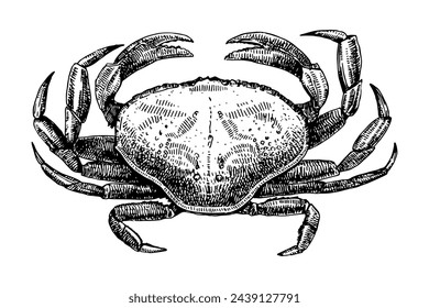 Crab hand drawn sketch, vector illustration 