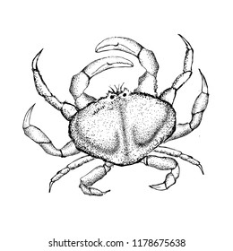 Crab hand drawn style