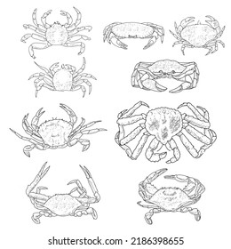 Crab hand drawn vector set. Collection of realistic sketches various crabs. Illustrations sea animals of engraved line.