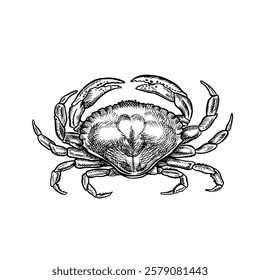 The crab. A hand-drawn vector graphic illustration. Black and white image of seafood. Isolated from the background. Perfect for menus, recipe books, packages, labels, and more.