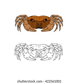 crab illustration