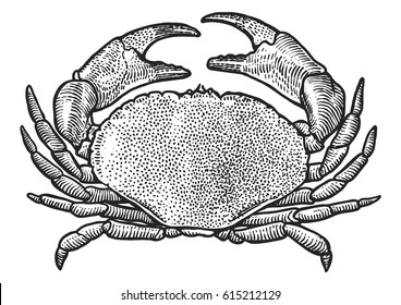 Crab illustration  drawing  engraving  ink  line art  vector