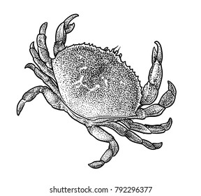 Crab illustration, drawing, engraving, ink, line art, vector