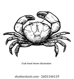 Crab illustration. Crab hand drawn illustration in vintage engraving style. Crab sketch