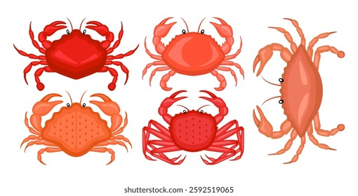 Crab illustration vector bundle. Crab vector cartoon set icon. Vector illustration icon steamed crab on white background. Crab illustration vector bundle