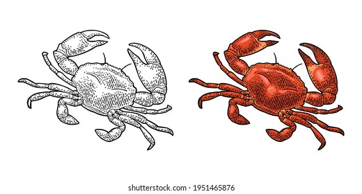 Crab isolated on white background. Vector color and monochrome vintage engraving illustration for menu, web and label. Hand drawn in a graphic style.