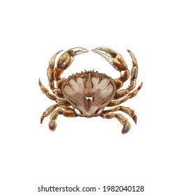 Krabbe einzeln auf weißem Hintergrund. Vintage-Schraffur, Vektorgrafik. Handgezeichnetes Design in grafischem Farbstil.