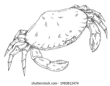 Cangrejo aislado de fondo blanco. Grabado negro monocromo vectorial de incubación vintage. Diseño dibujado a mano en un estilo de tinta gráfica.