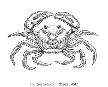 Crab isolated on white background. Hand drawn seafood black and white engraving style vector illustration. Good for menu, poster, packaging or label design.