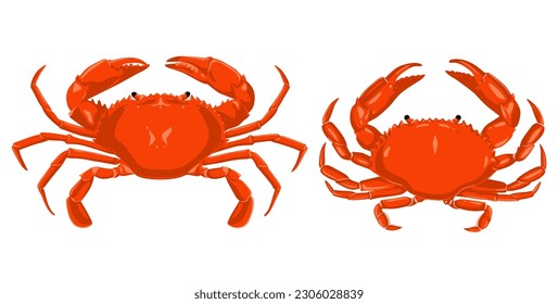 Crab isolated on white background. Vector eps 10. crab vector on sand color background, perfect for wallpaper or design elements	