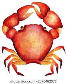 Crab isolated on white background,  vector illustration for wallpaper, card, design elements.