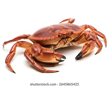 Caranguejo isolado em fundo branco - Close-up de crustáceo marinho com garras e casca dura