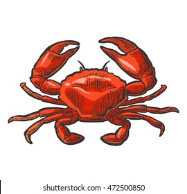 Crab Isolated On White Background. Vector Color Vintage Engraving Illustration For Menu, Web And Label. Hand Drawn In A Graphic Style.