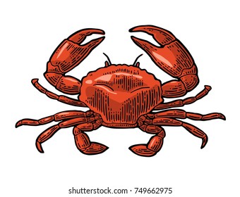 Doodle Cute Crab Tropical Animal Sea Stock Vector (Royalty Free ...