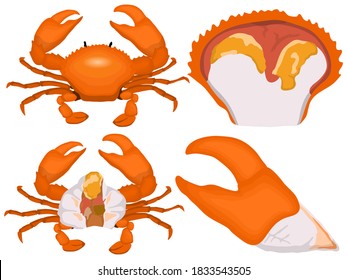 
Crab isolated vector piece on white background Seafood product design template