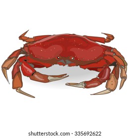 crab isolated white background
