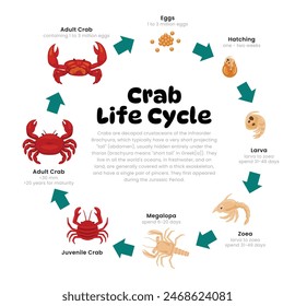 Crab Life Cycle Diagram for Science Education development process scheme illustration, Different insect stages from stages eggs, hatching, zoea, megalopa, juvenile to adult  reproduction explanation.