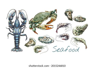 crab, lobster, oyster, shrimp, seafood illustration set, realistic colorful drawing