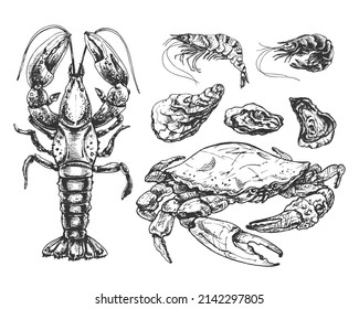 crab, lobster, three oysters, two shrimp, seafood graphic illustration set, realistic sketch