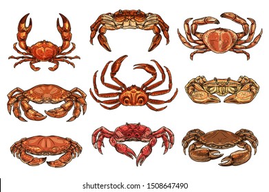 Crab and lobsters seafood isolated sketches. Vector marine crustacean hermit, hairy and king, opilio and spiny crabs. Underwater animal, zoology and lobster