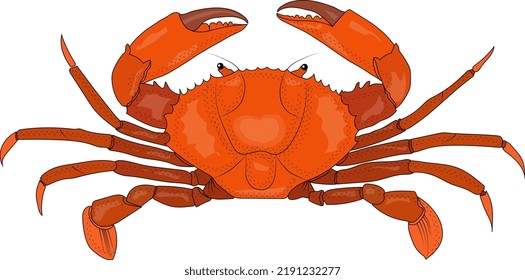 Crab, marine animals, animals, sea, sand, waves, ocean, water, food, dish, restaurant, crayfish, shrimp, seafood, claws