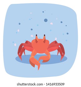 crab marine wildlife vector ilustration