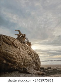 The Crab On Sandy Beach With Nice Background Color