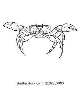Crab on white background. Drawn by hand with pen and ink. Hand drawn monochrome seafood illustration. Vector crab drawing.