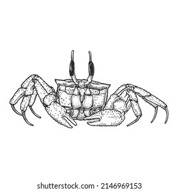 Crab on white background. Drawn by hand with pen and ink. Hand drawn monochrome seafood illustration. Vector crab drawing.