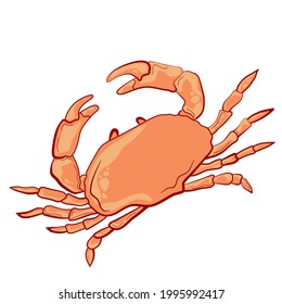 Cangrejo sobre el fondo blanco. Imagen vectorial.