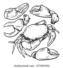 Crab outline on white background. Claw Crab doodle vector illustration. 