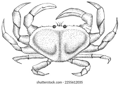 Crab. Pencil drawing for the menu. Coloring. Sketch